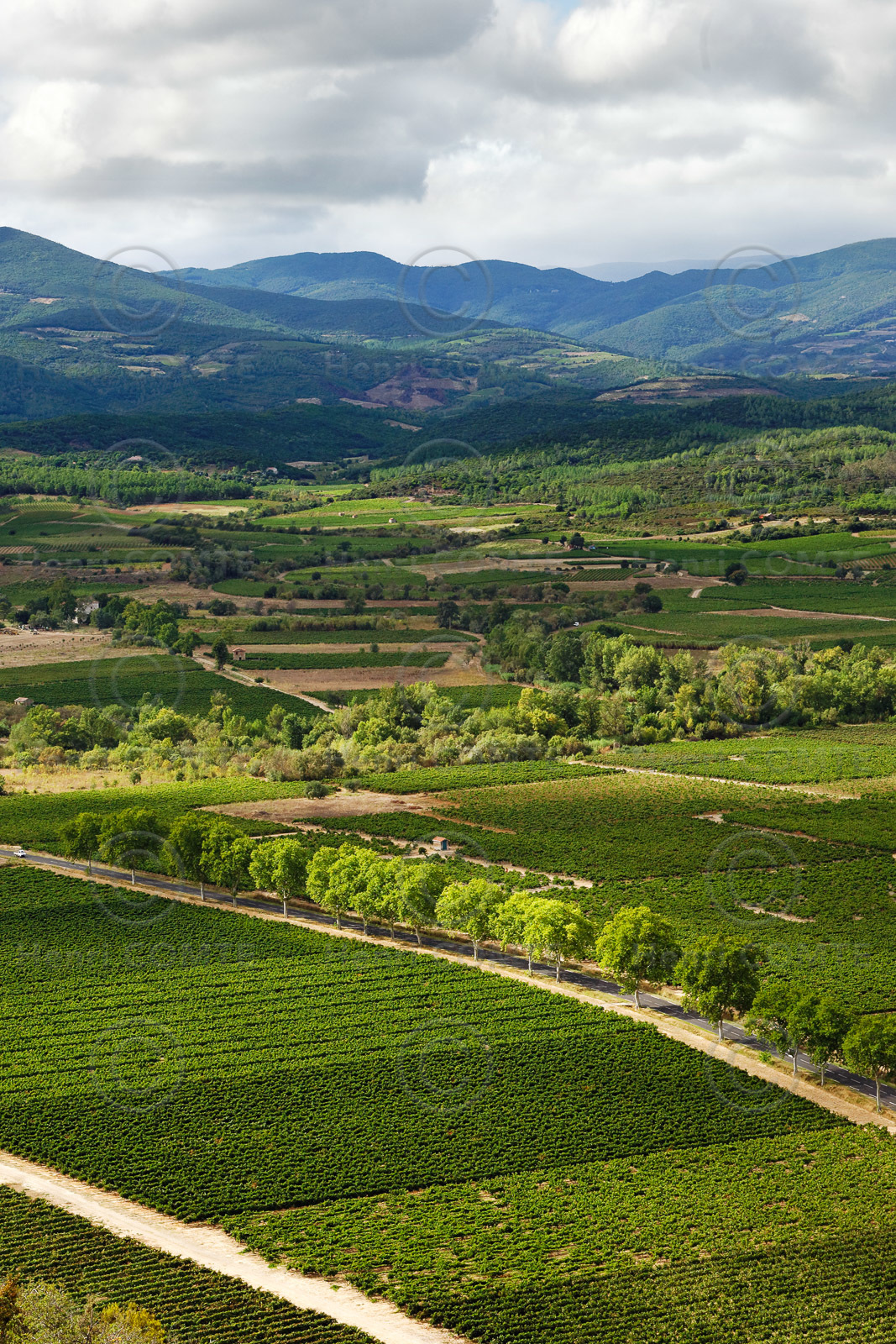 Vignoble Saint Chinian