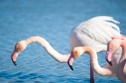 Flamants roses