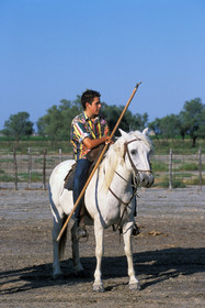 Bouvine en camargue