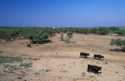 Taureaux