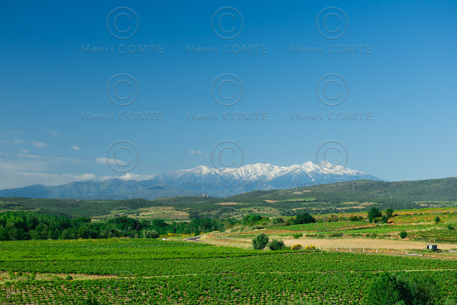 Vignoble du Roussillon