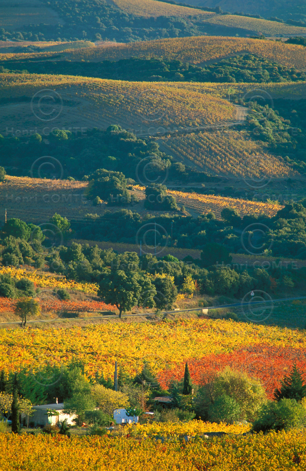 Vignoble de Faugeres