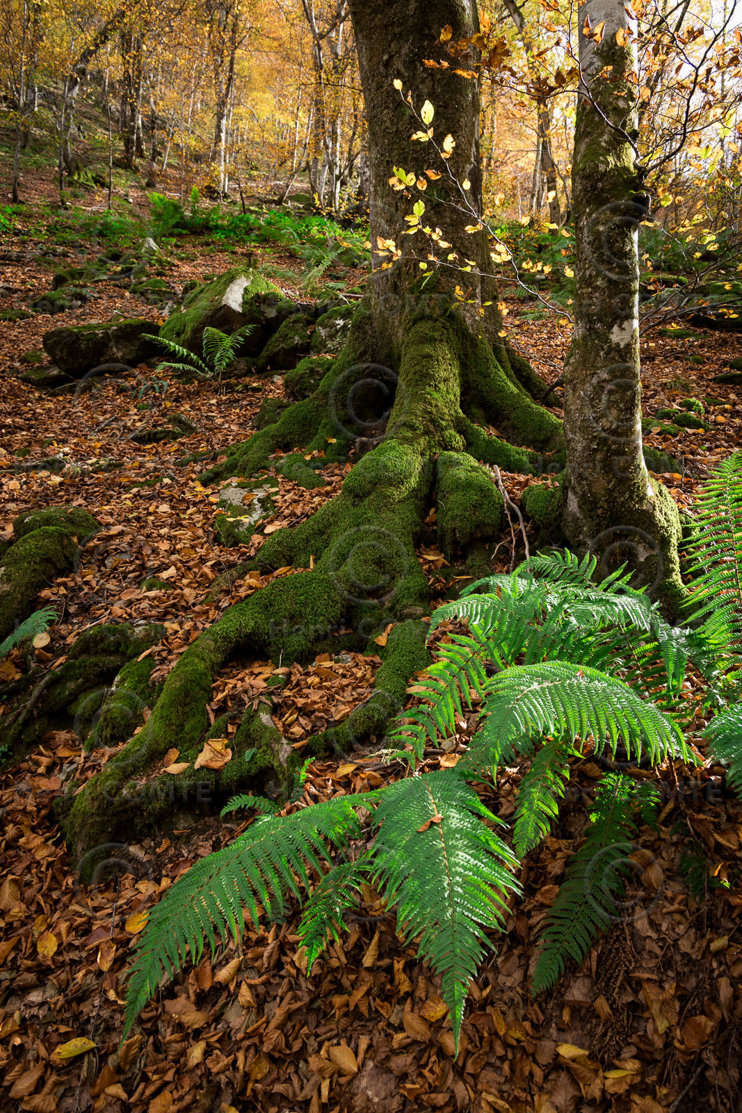 Forêt à l'automne