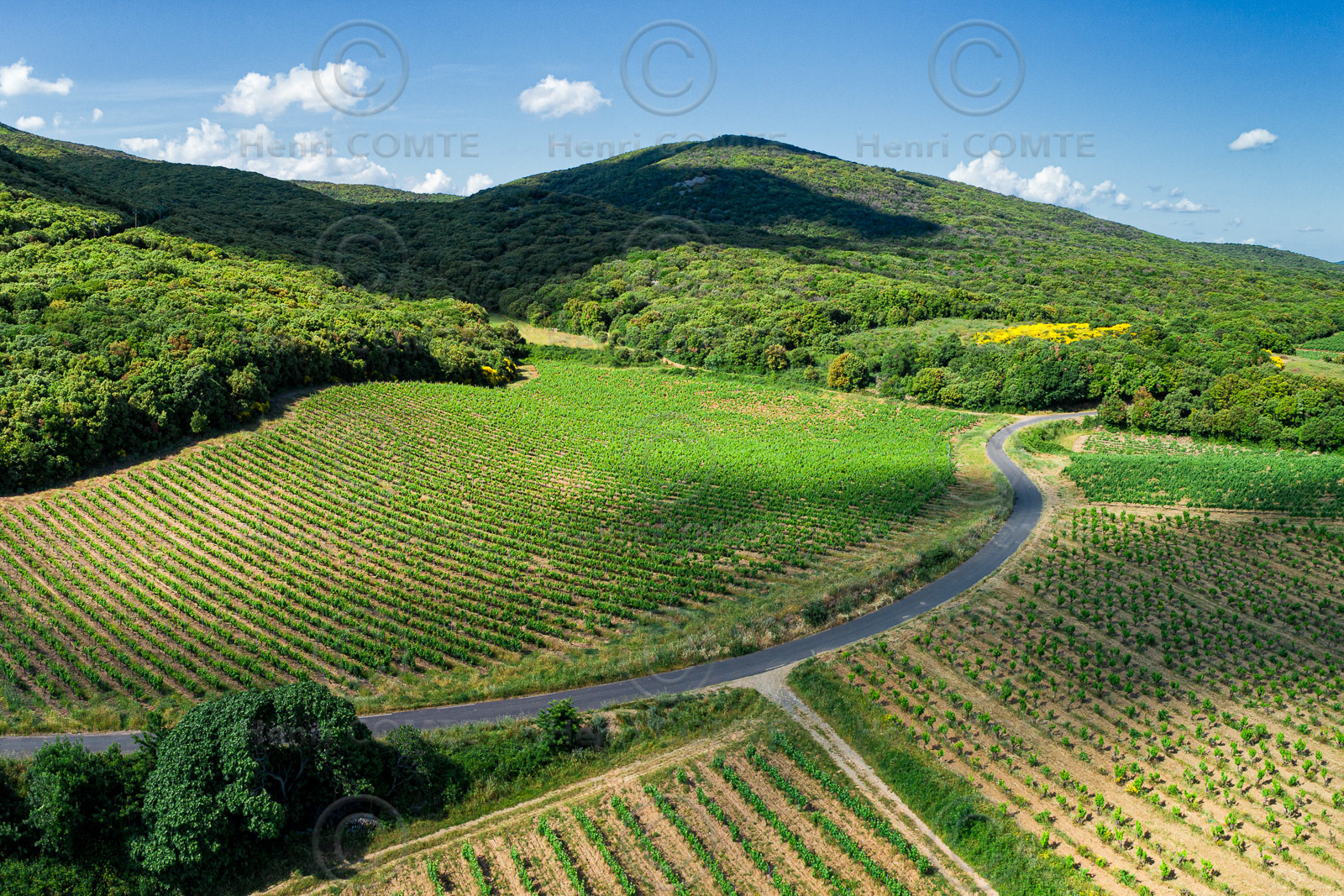 Vignoble de Faugères