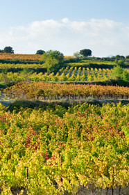 Vignes du Pays de Thau