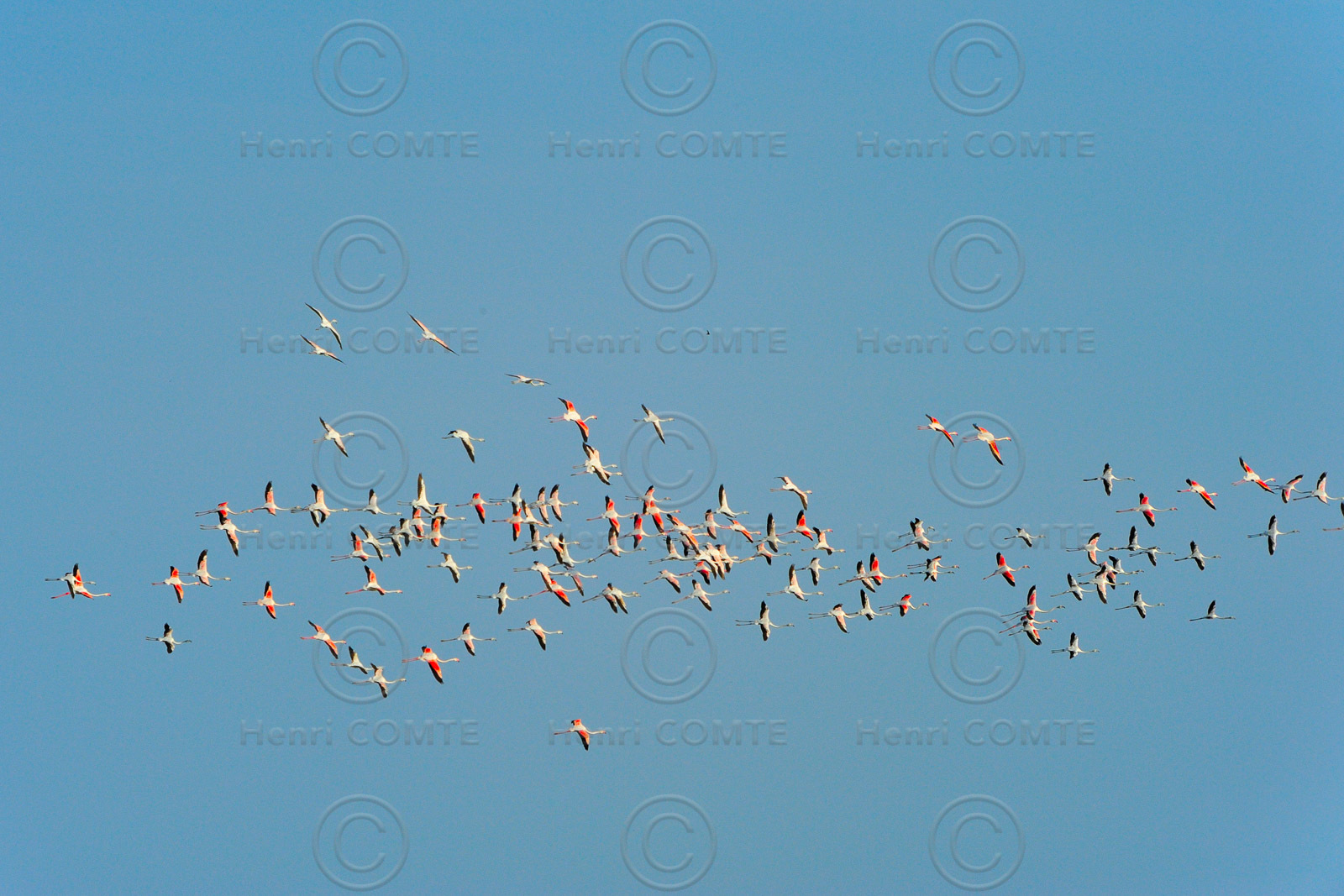 Flamants roses