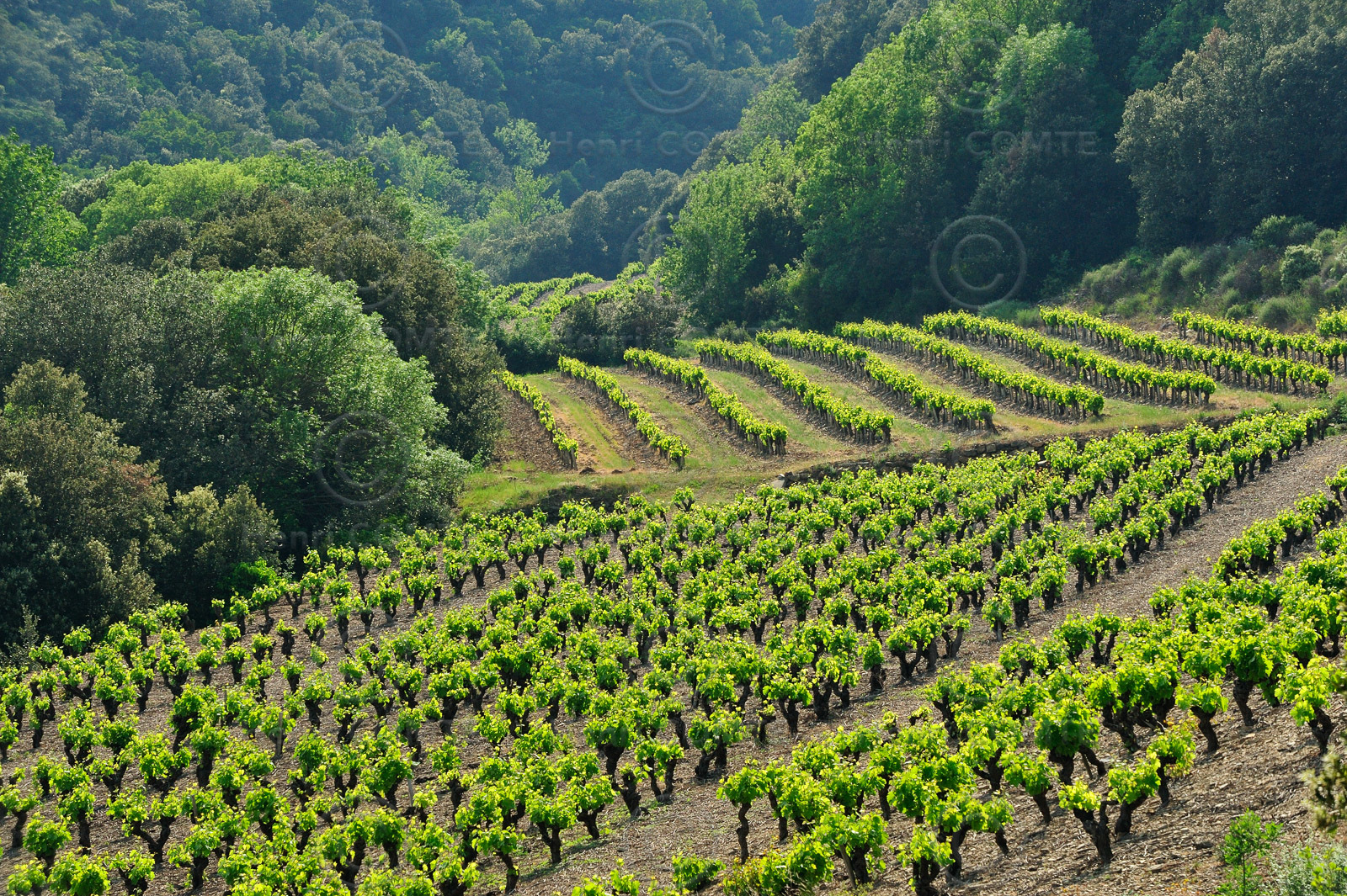Vignoble Saint Chinian
