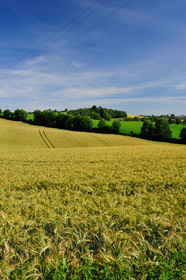 Champ de céréales dans le Levezou - Aveyron
