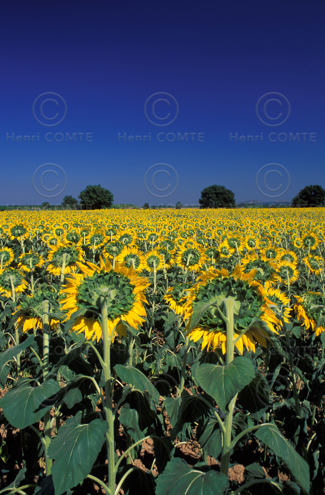 Tournesols
