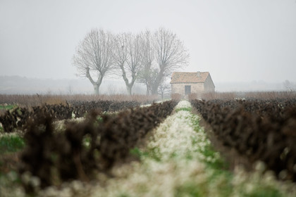 Vignoble en hiver