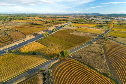 Vignes Automne