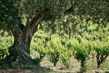 Vignoble Saint Chinian