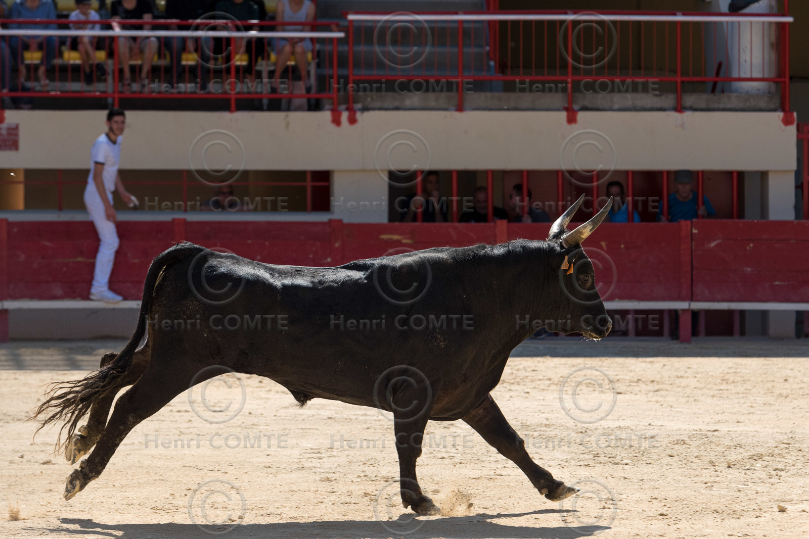 Course camarguaise