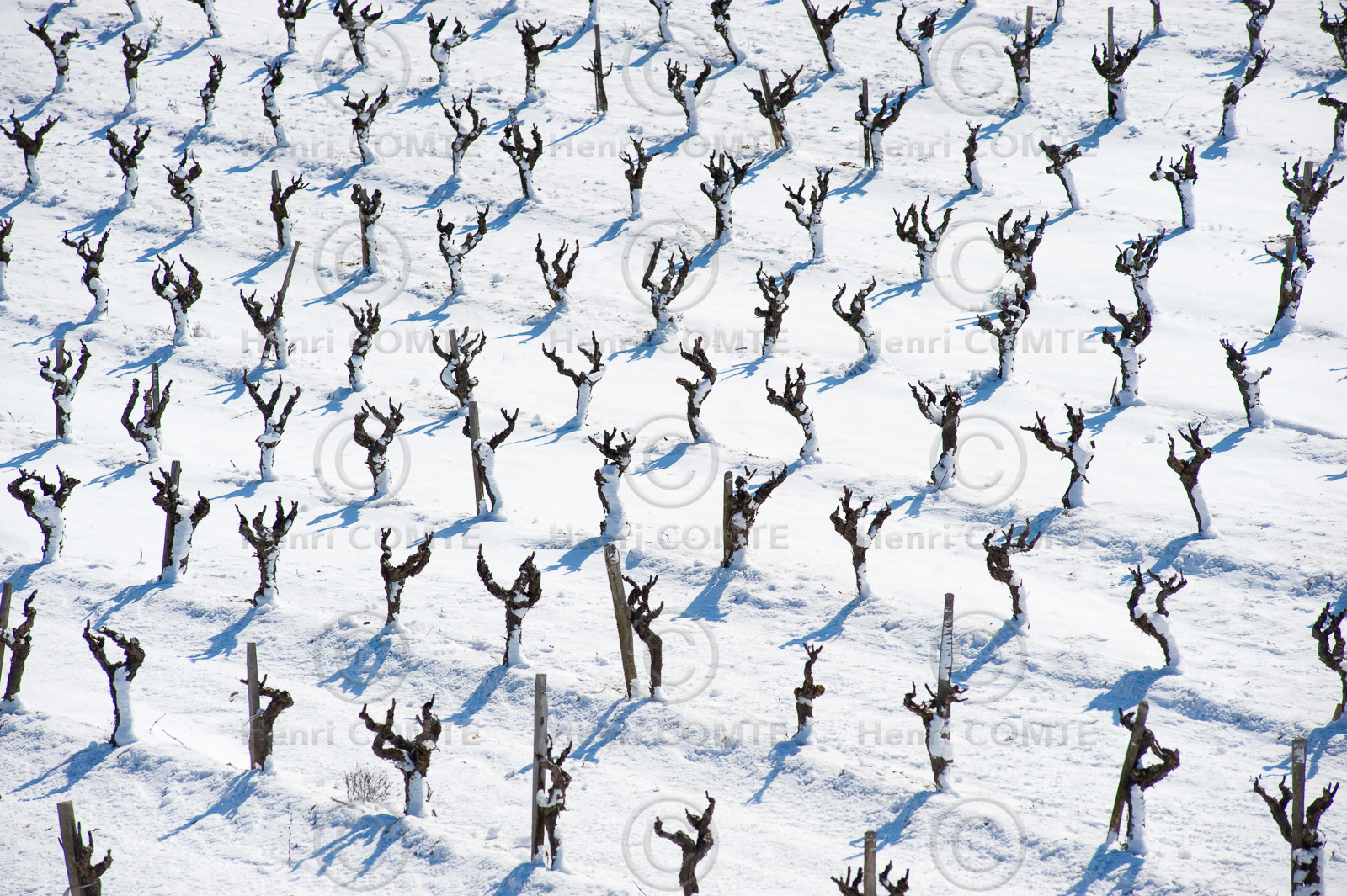 Vignoble des Corbieres