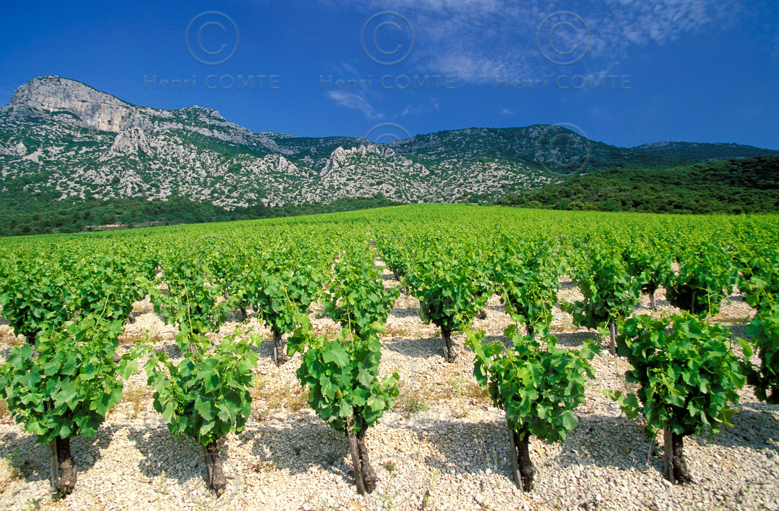 Vignoble de la Seranne