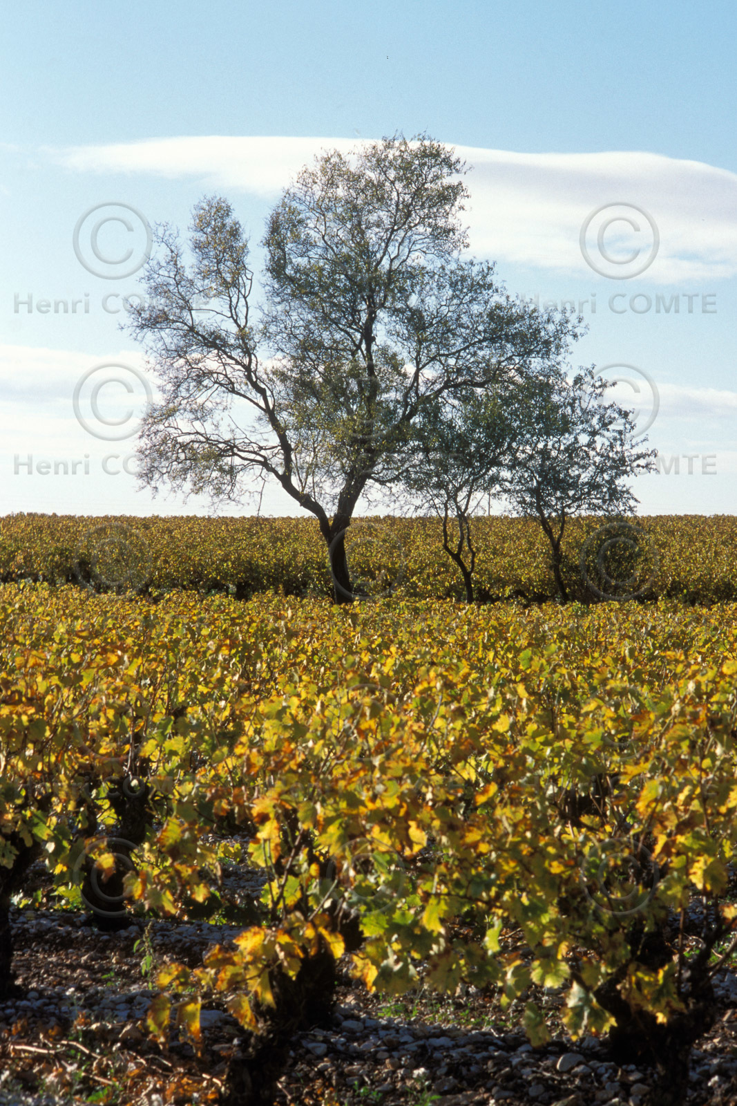 Vignoble de Frontignan