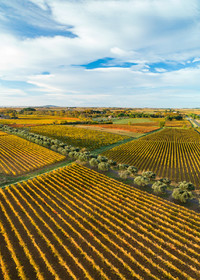 Vignes Automne