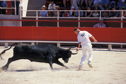 Course camarguaise