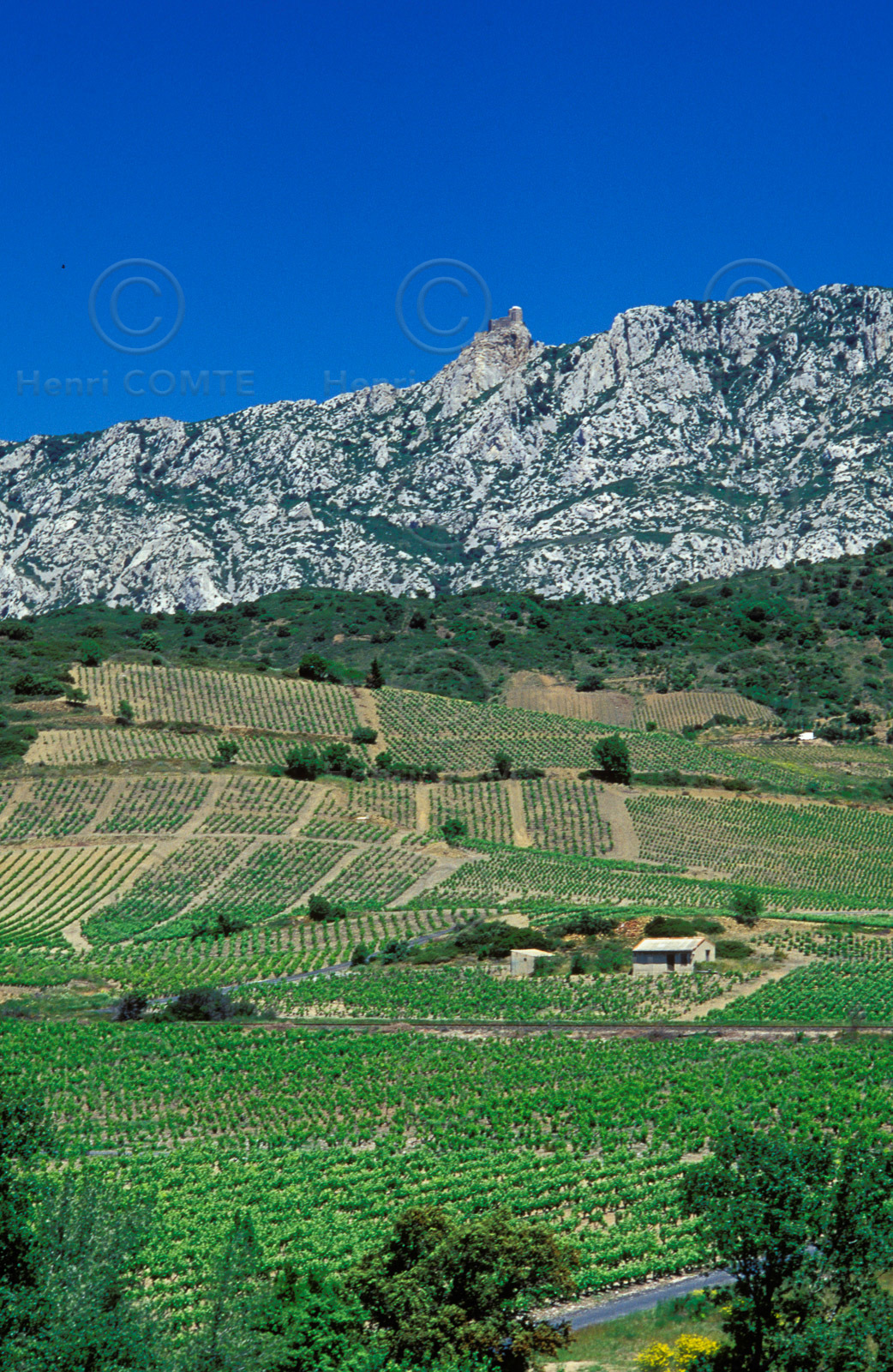 Vignoble du Roussillon