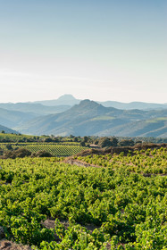 Vignoble Caramany
