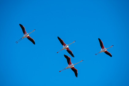 Flamants roses
