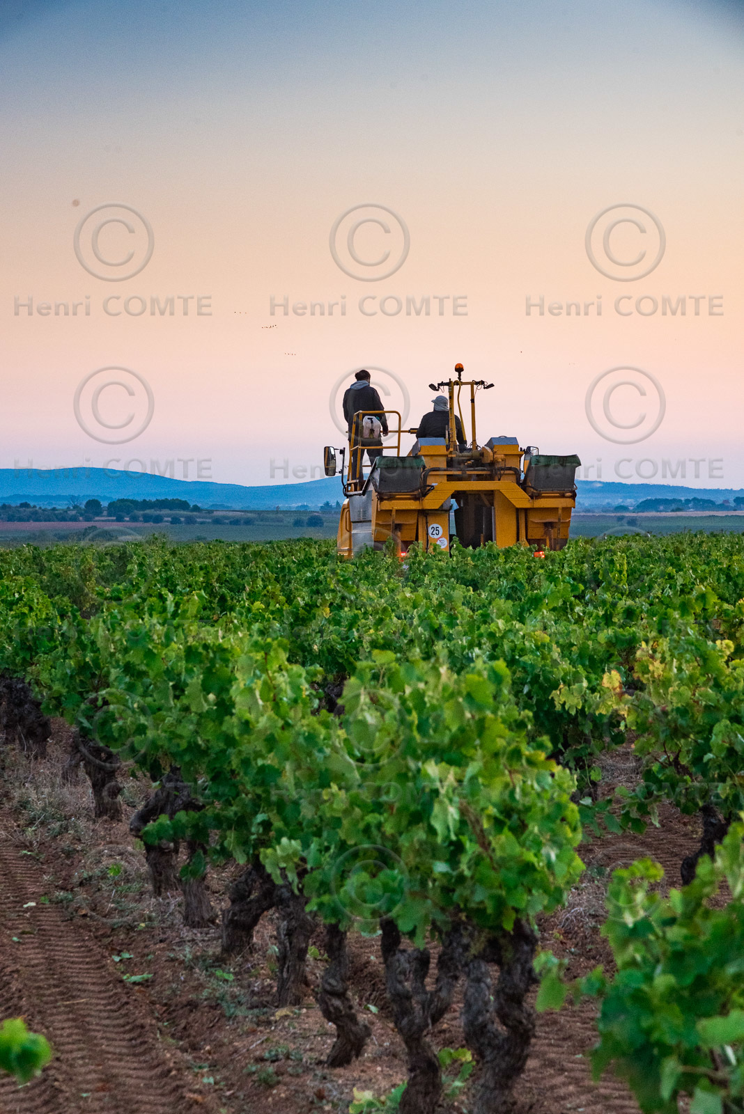 Vendange à la machine
