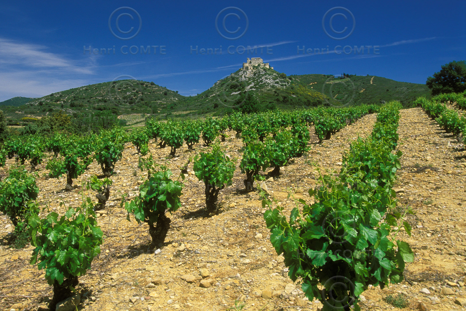 Vignoble des Corbieres