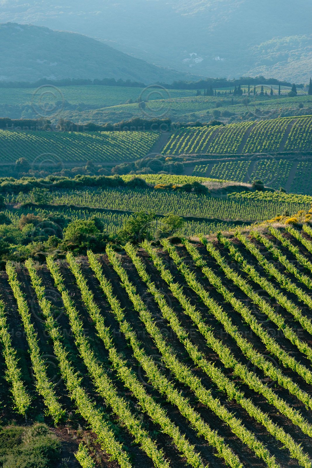 Vignoble de Faugeres