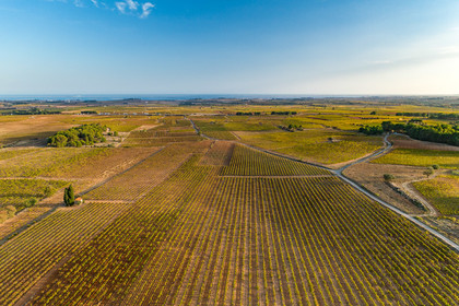 Vignoble de Pinet