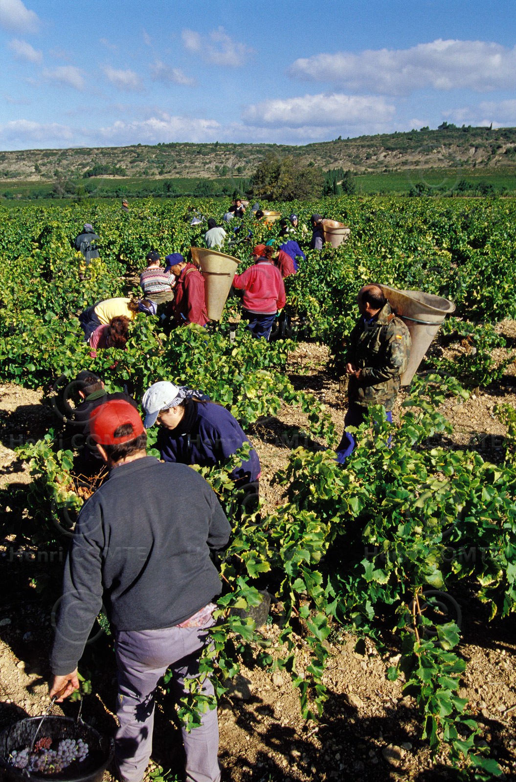 Vendanges en Corbieres
