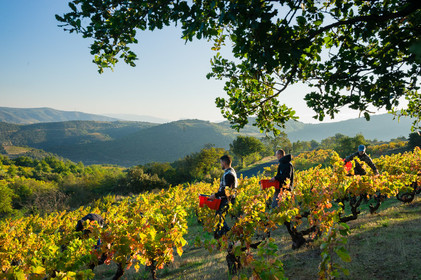 Vendanges Roussillon