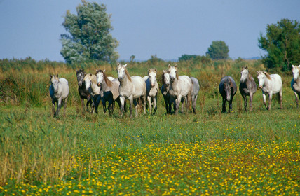 Chevaux camarguais