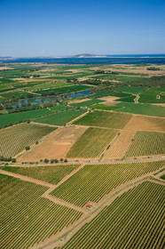 Vignoble Pays de Thau