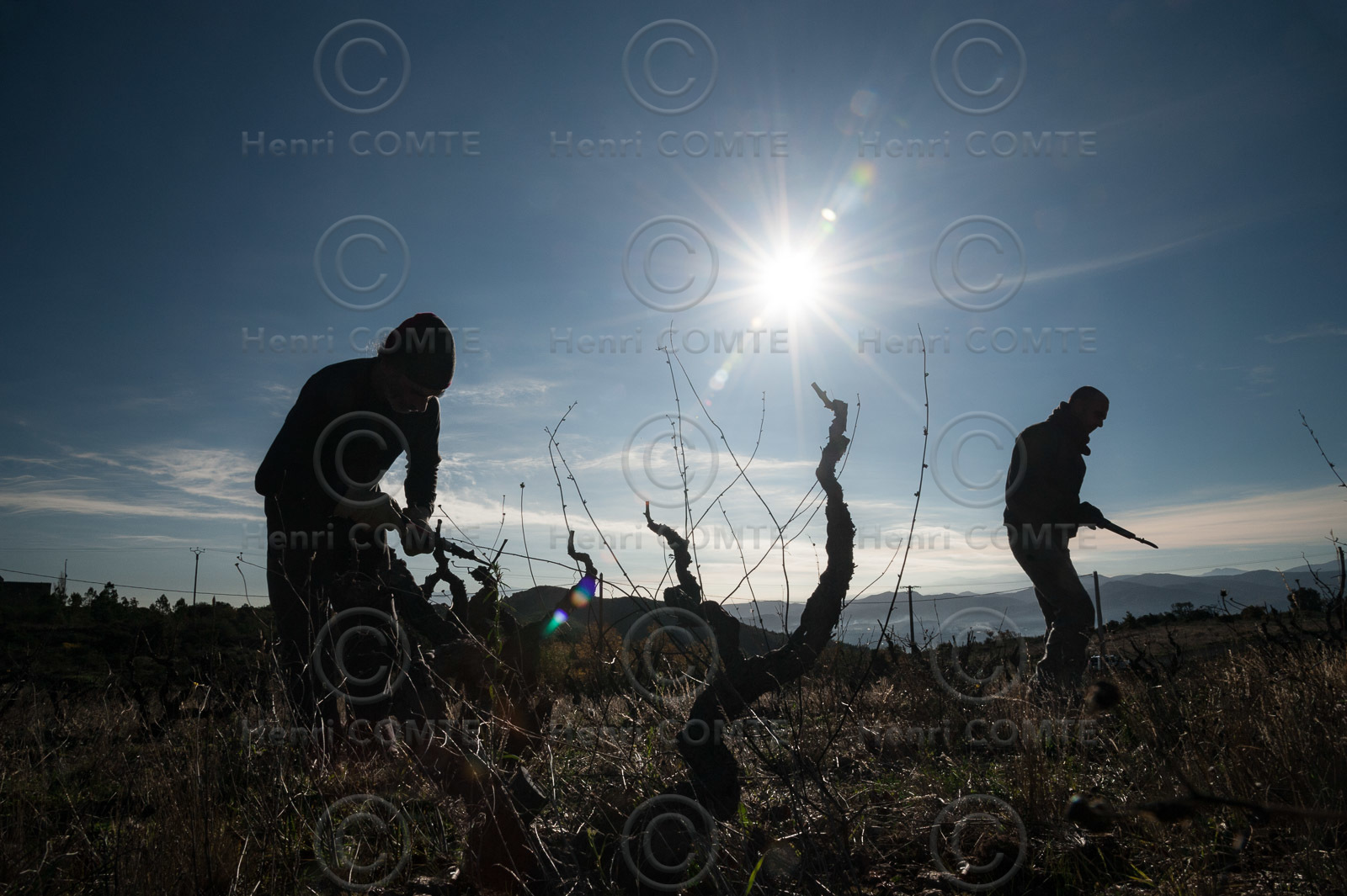Travail Vigne