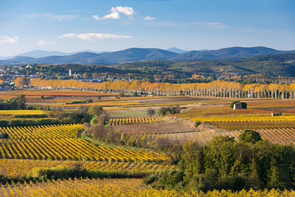 Vignoble à l'automne