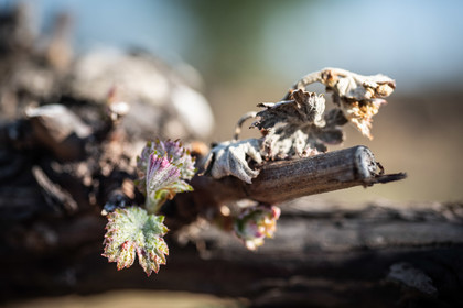 Gel et vignes