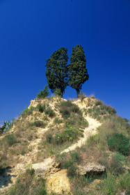Cyprès
