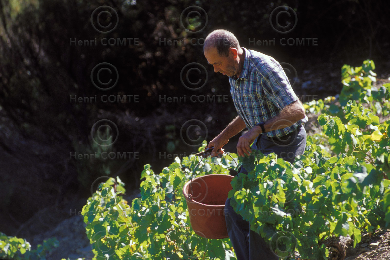 Vignoble du Roussillon