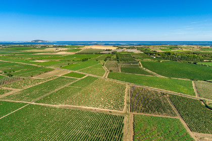 Vignes et étang