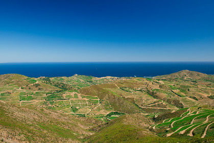 Vignoble du Roussillon