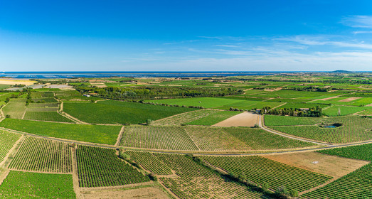 Vignes et étang