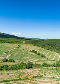 Vignoble de Faugères