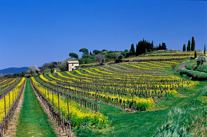 Vignoble - Hérault