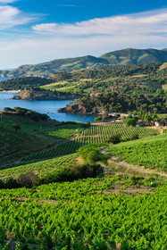 Anse de Paulilles - Vignoble