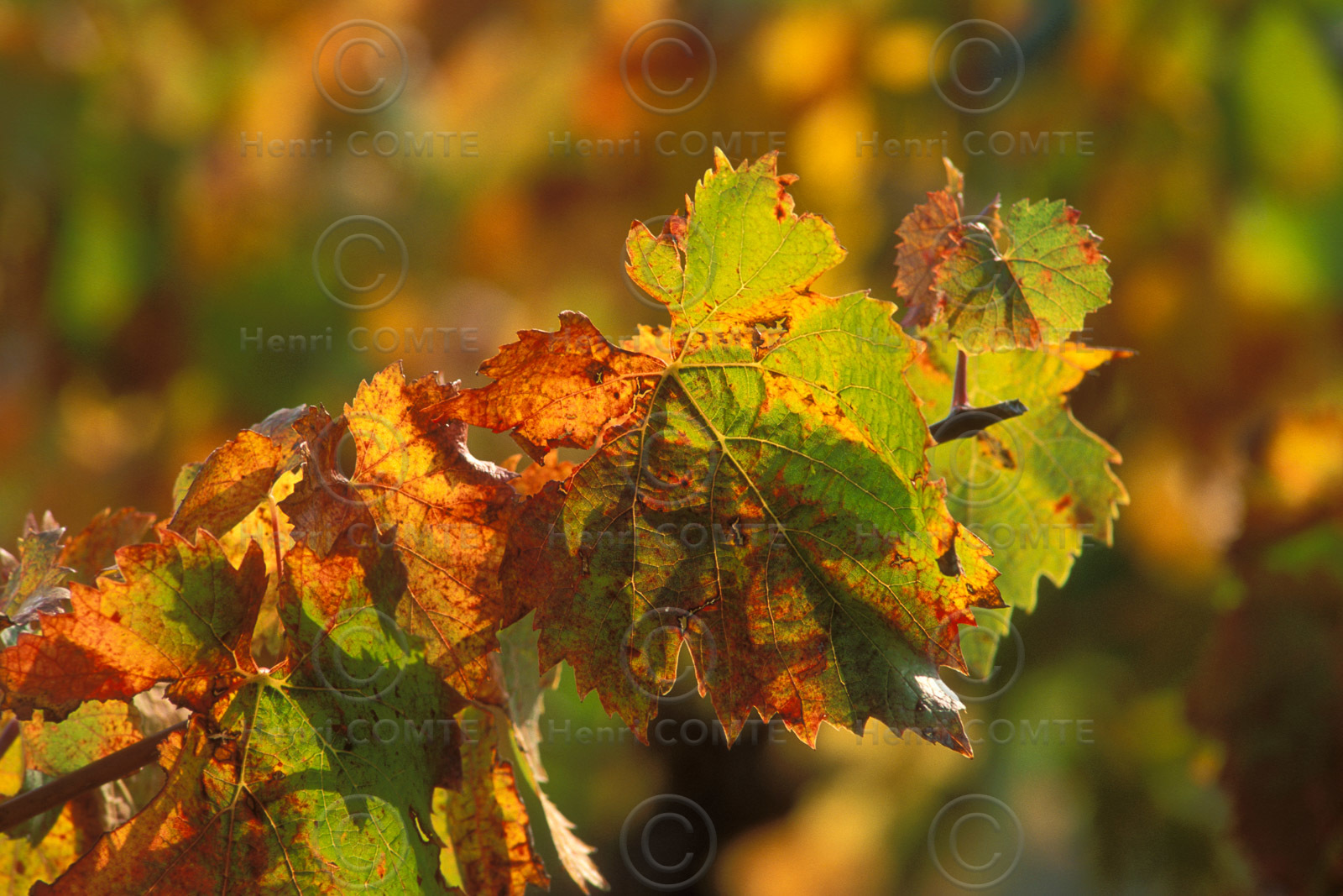 Feuilles de vignes