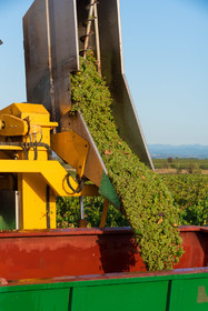 Vendange à la machine