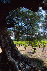 Vigne et olivier