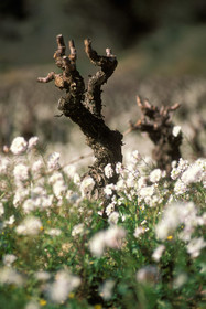 Fleurs de vigne