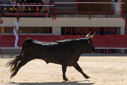 Course camarguaise