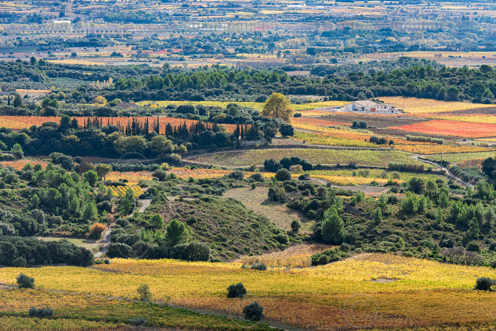 Vignoble de Montpeyroux